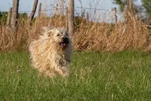 Chien: France, Alsace, Bas-Rhin, terrier irlandais poil