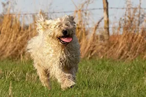 Chien: France, Alsace, Bas-Rhin, terrier irlandais poil