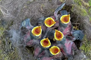 Bleue: France, Alsace, Mesange bleue (Cyanistes caeruleus)
