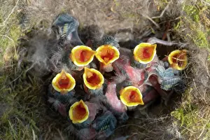 Bleue: France, Alsace, Mesange bleue (Cyanistes caeruleus)