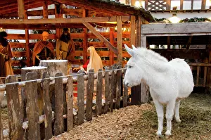 Donkey: France, Alsace, Obernai. Live Christmas