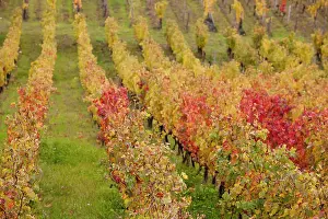 Bordeaux: France, Aquitaine Region, Gironde Department