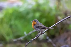 Passereau: ROBIN