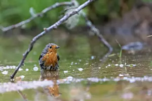 Bain: ROBIN