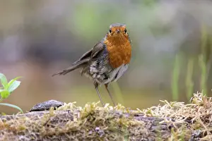 Bain: ROBIN
