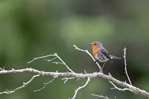 Passereau: ROBIN