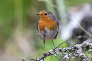Passereau: ROBIN