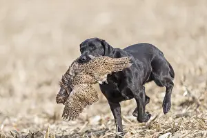 Chien: France, Bas Rhin (67), chien Labrador rapportant