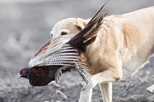 Chien: France, Bas Rhin (67), chien Labrador rapportant