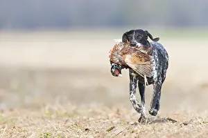 Chien: France, Bas Rhin (67), chien Labrador rapportant