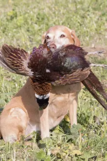 Chien: France, Bas Rhin (67), chien Labrador rapportant