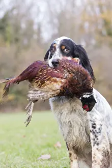 Chien: France, Bas Rhin (67), chien Setter anglais rapportant
