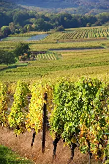 Vins: France, Bas-Rhin, Alsace Region, Alsatian