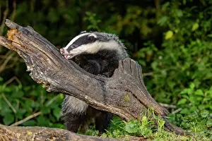 Vilaine: France, Bretagne, Ille et Vilaine, Blaireau (Meles meles), da