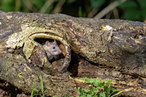 Vilaine: France, Bretagne, Ille et Vilaine, Rat surmulot ou rat degou