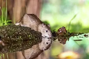 Vilaine: France, Bretagne, Ille et Vilaine, Rat surmulot ou rat degou