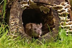 Vilaine: France, Bretagne, Ille et Vilaine, Rat surmulot ou rat degou