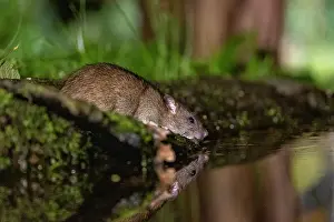 Vilaine: France, Bretagne, Ille et Vilaine, Rat surmulot ou rat degou