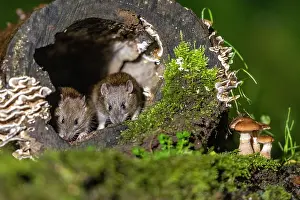 Vilaine: France, Bretagne, Ille et Vilaine, Rat surmulot ou rat degou