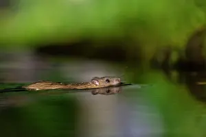 Vilaine: France, Bretagne, Ille et Vilaine, Rat surmulot ou rat degou