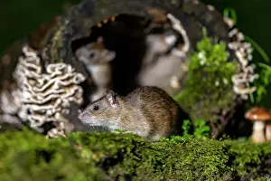 Vilaine: France, Bretagne, Ille et Vilaine, Rat surmulot ou rat degou