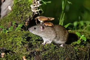 Vilaine: France, Bretagne, Ille et Vilaine, Rat surmulot ou rat degou