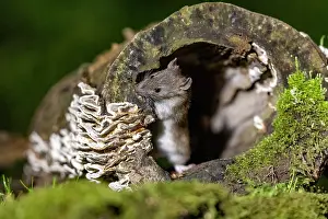 Vilaine: France, Bretagne, Ille et Vilaine, Rat surmulot ou rat degou