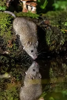 Vilaine: France, Bretagne, Ille et Vilaine, Rat surmulot ou rat degou