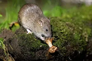 Vilaine: France, Bretagne, Ille et Vilaine, Rat surmulot ou rat degou