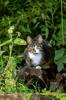 Vilaine: France, Bretagne, Ille et Vilaine, Chat domestique pres dune
