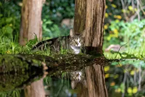 Vilaine: France, Bretagne, Ille et Vilaine, Chat domestique pres dune
