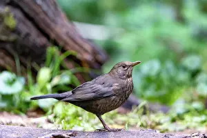 Vilaine: France, Bretagne, Ille et Vilaine, Merle noir (Turdus merula)