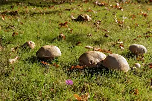 Vilaine: France, Bretagne, Ille et Vilaine, Champignons, Cepe de Borde
