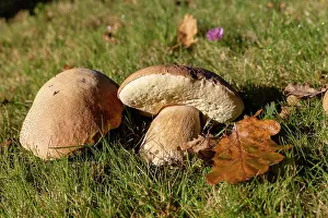 Vilaine: France, Bretagne, Ille et Vilaine, Champignons, Cepe de Borde