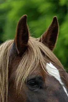 Bretagne: HORSE