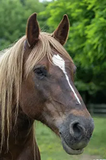 Bretagne: HORSE