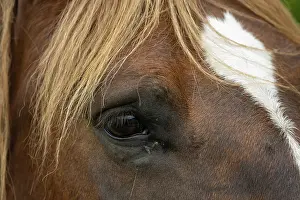 Bretagne: HORSE