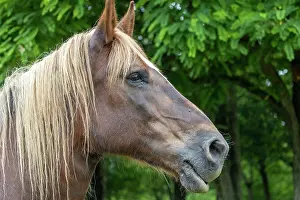 Bretagne: HORSE