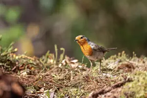 Passereau: ROBIN