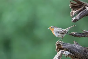 Passereau: ROBIN