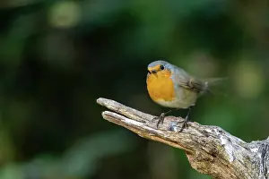 Robins: ROBIN