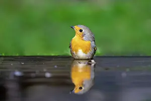 Robins: ROBIN