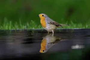 Robins: ROBIN