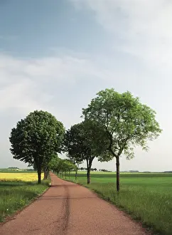 Barnes: France, Burgundy, Countryside Road (Large
