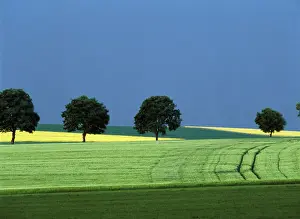Barnes: France, Burgundy, grass and colza fields