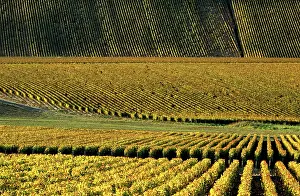 Barnes: France, Burgundy, Yonne. Vinyards of Chablis
