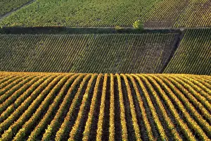 Barnes: France, Burgundy, Yonne. Vinyards of Chablis