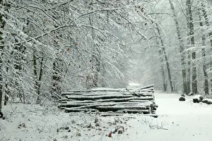 Oise: France - Compiegne Forest in snow, Oise