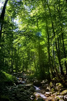 Smith: France, Corsica. Beech forest (Fagus sylvatica)