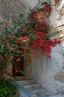 Step: France, Corsica. Bougainvillea in bloom